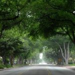 A street view with lots of trees on either side and all are making a canopy overhead for shade.