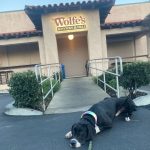 A large black and white dog laying down in front of Wolfe's Kitchen and Deli.