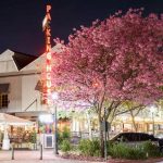 Large purple Jacaranda tree outside at night with a neon lit up sign saying packing house.